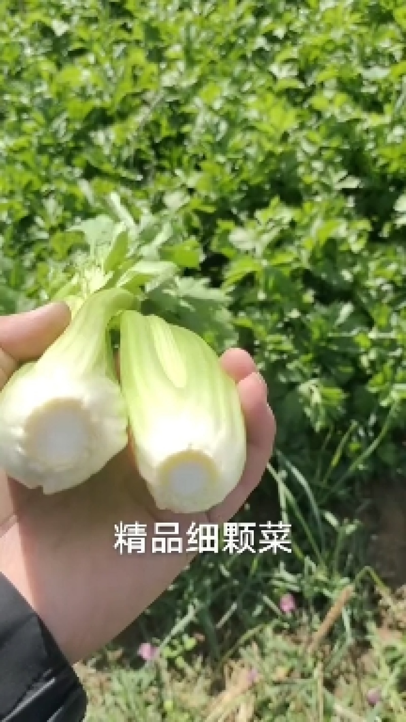 皇后芹菜大量供货中，价格美丽，代发全国各大市场，对接各大