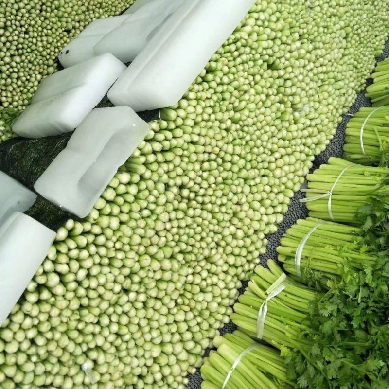 皇后芹菜大量供货中，价格美丽，代发全国各大市场，对接各大