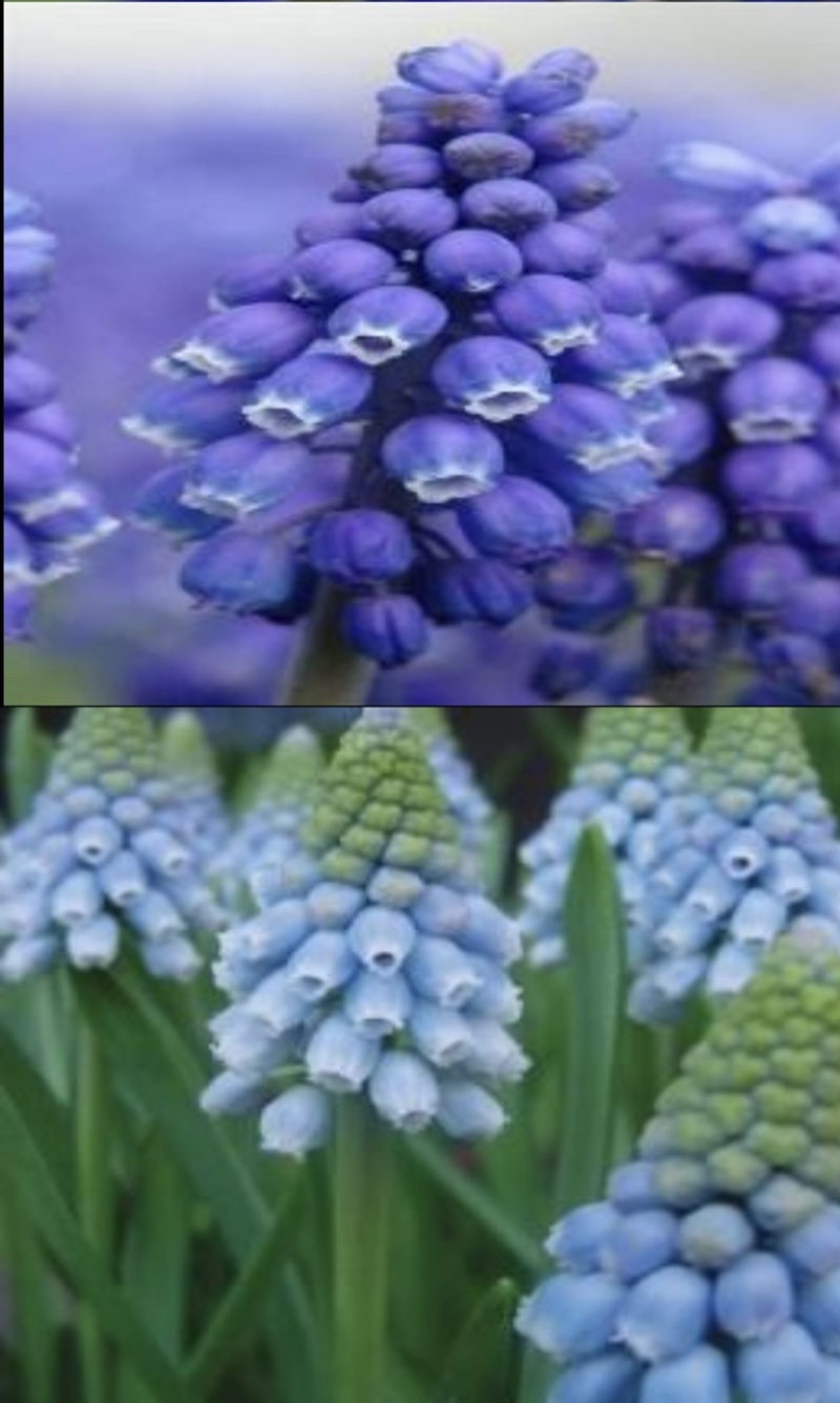 可爱小巧的葡萄风信子，蓝瓶花、蓝壶花串铃花葡萄百合