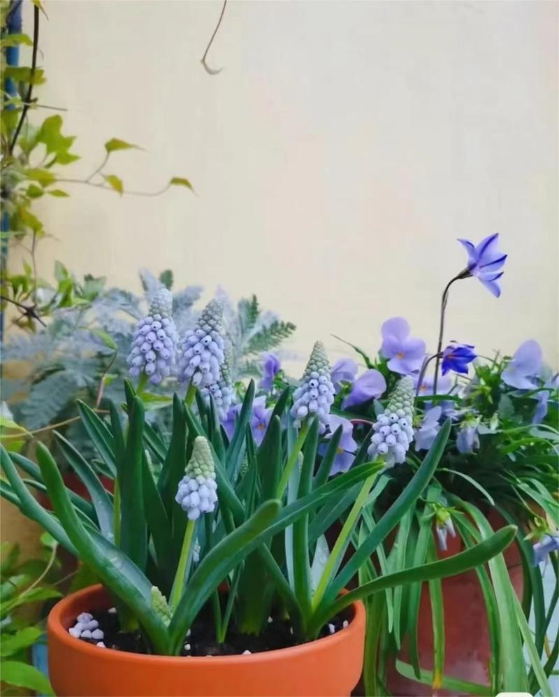 可爱小巧的葡萄风信子，蓝瓶花、蓝壶花串铃花葡萄百合