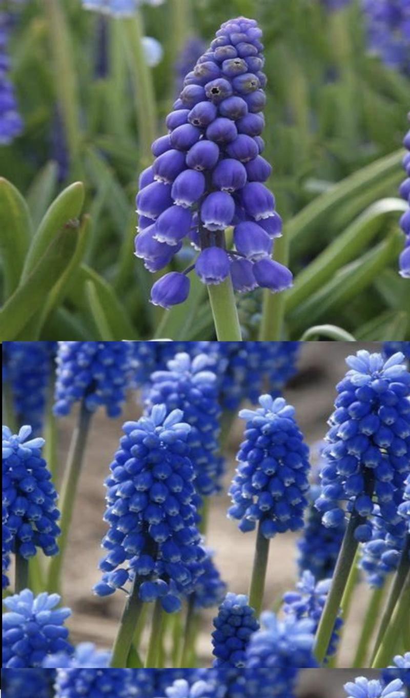 可爱小巧的葡萄风信子，蓝瓶花、蓝壶花串铃花葡萄百合