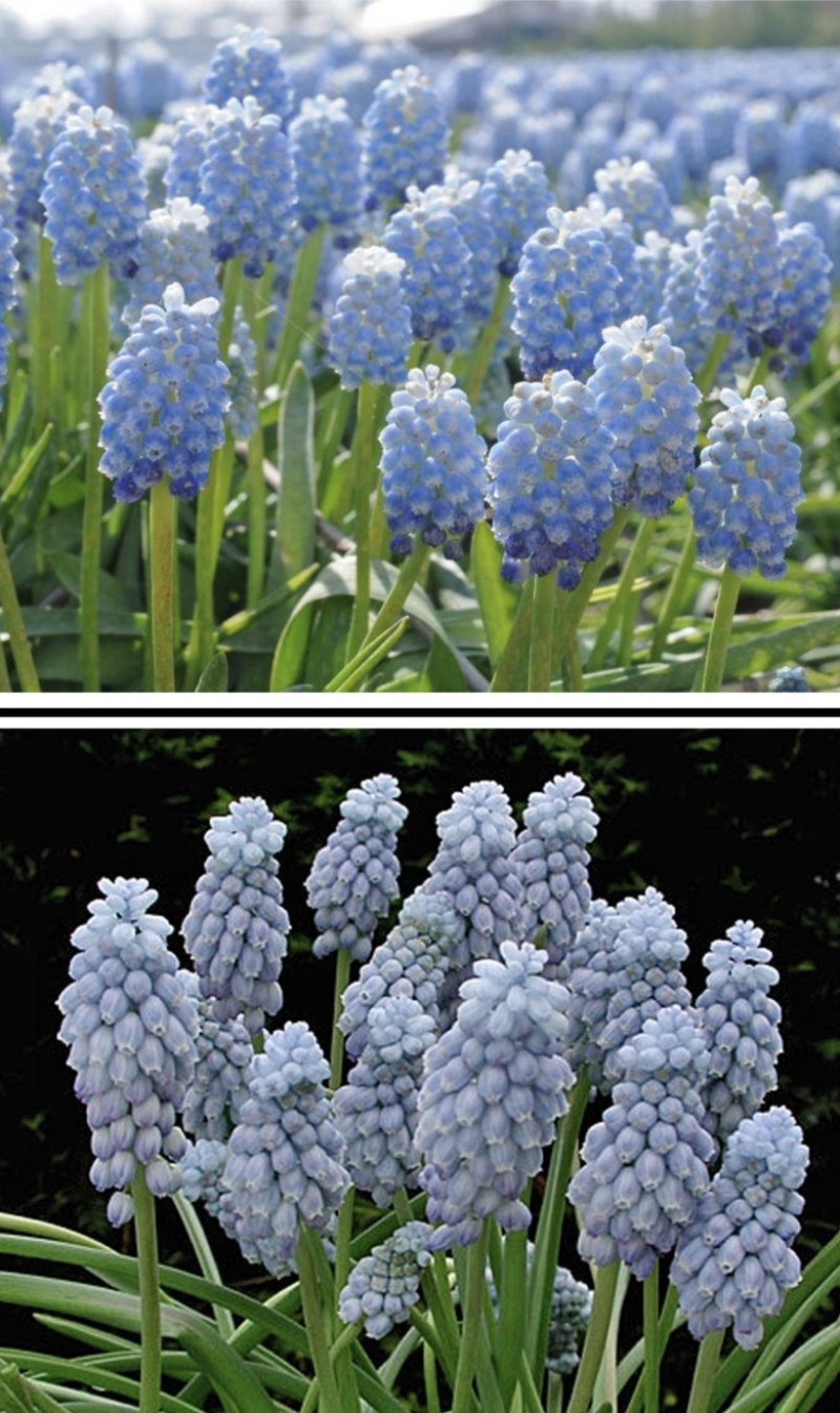 可爱小巧的葡萄风信子，蓝瓶花、蓝壶花串铃花葡萄百合