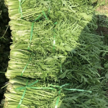 湖北芥菜雪里红大量上市中，价格美丽，供应工厂市场电商