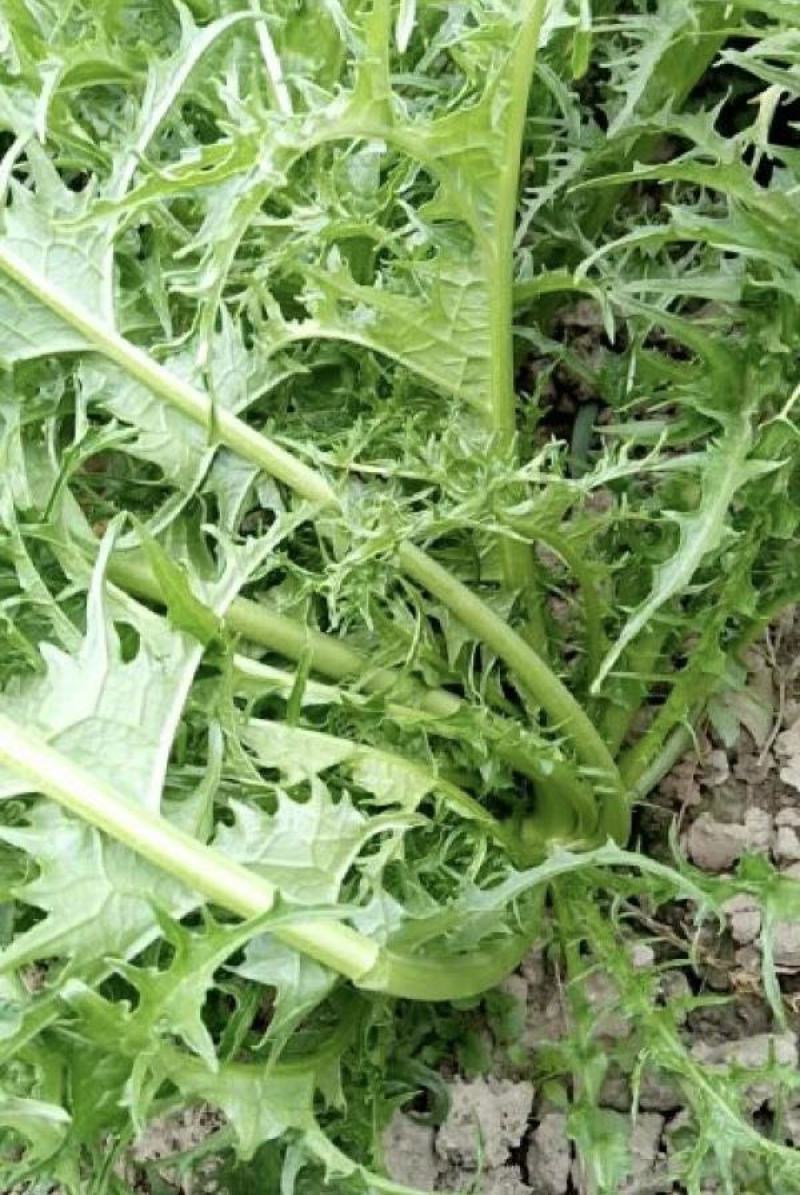 湖北芥菜雪里红大量上市中，价格美丽，供应工厂市场电商