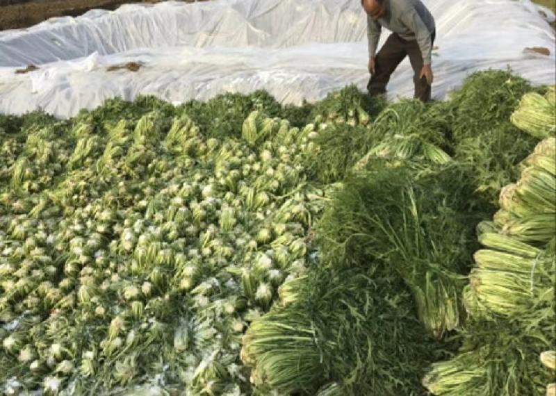 湖北芥菜雪里红大量上市中，价格美丽，供应工厂市场电商