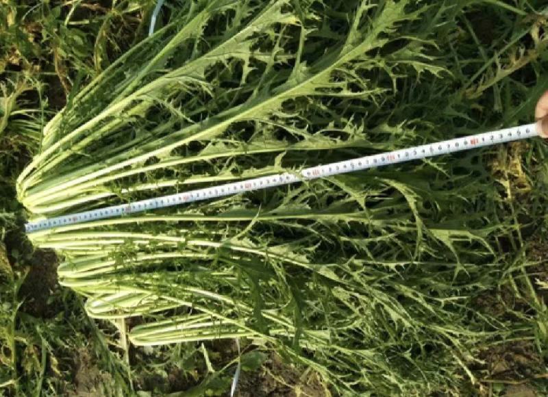 湖北芥菜雪里红大量上市中，价格美丽，供应工厂市场电商