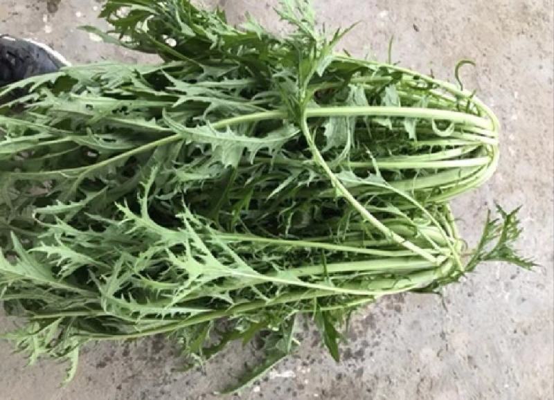 湖北芥菜雪里红大量上市中，价格美丽，供应工厂市场电商
