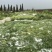 湖北芥菜雪里红大量上市中，价格美丽，供应工厂市场电商
