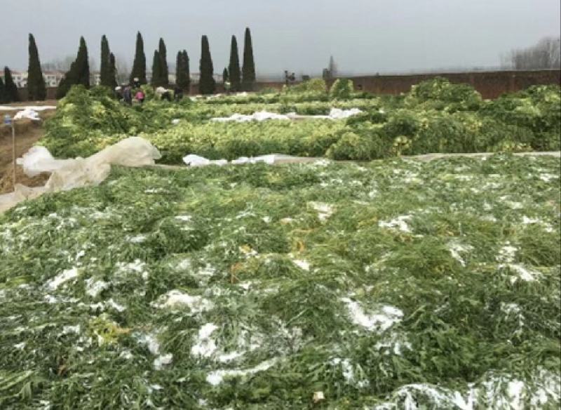 湖北芥菜雪里红大量上市中，价格美丽，供应工厂市场电商