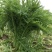 湖北芥菜雪里红大量上市中，价格美丽，供应工厂市场电商