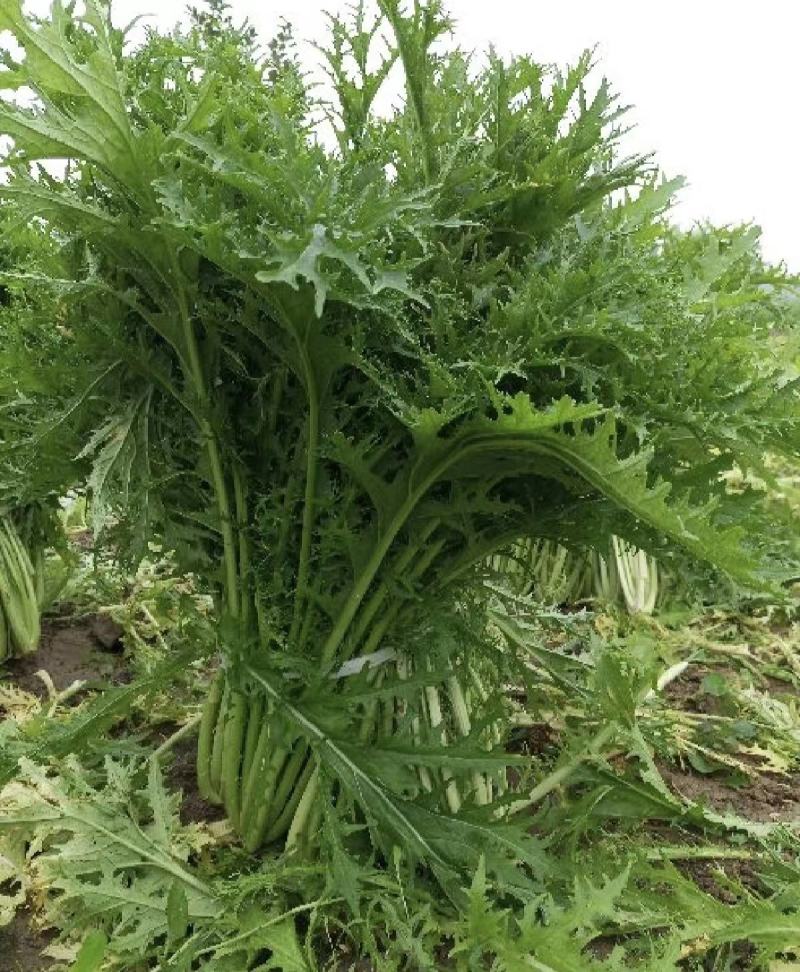 湖北芥菜雪里红大量上市中，价格美丽，供应工厂市场电商