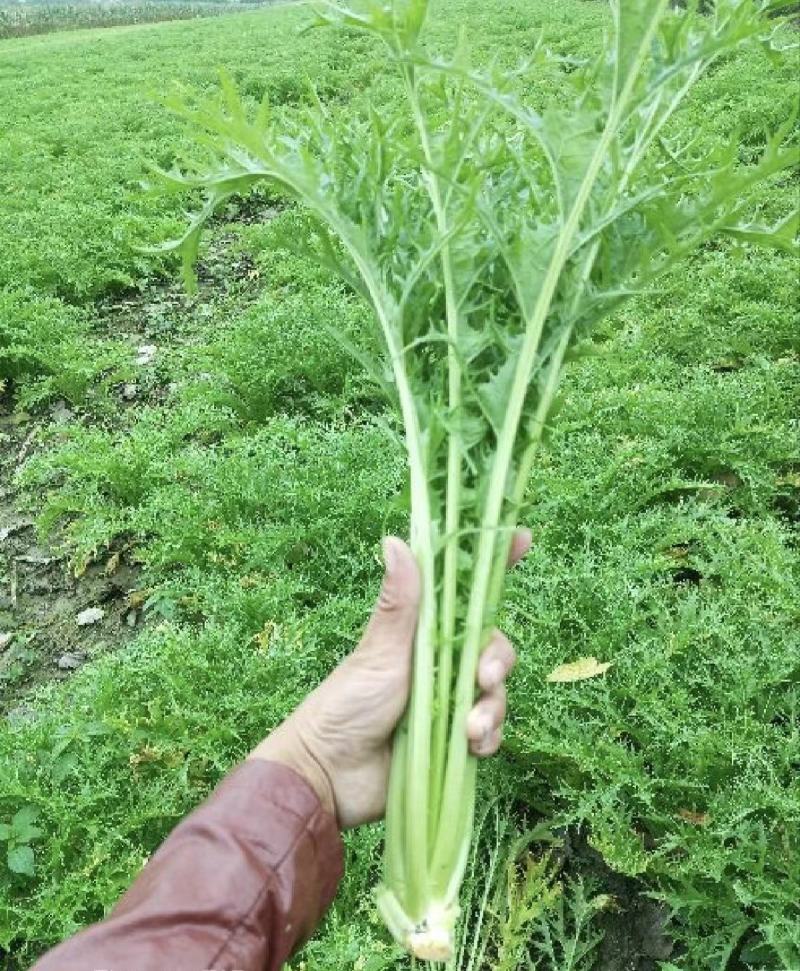 湖北芥菜雪里红大量上市中，价格美丽，供应工厂市场电商
