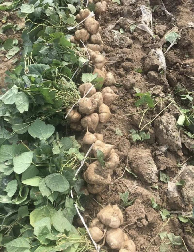 湖北天门凉薯，专业合作社种植，发货各地市场，欢迎采购