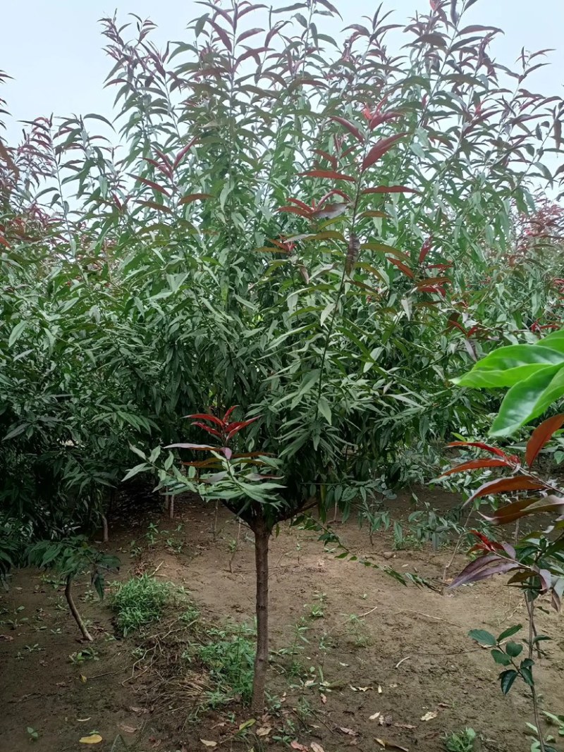 1-8公分红叶碧桃，量大，欢迎新老客户光临选购，基地现货