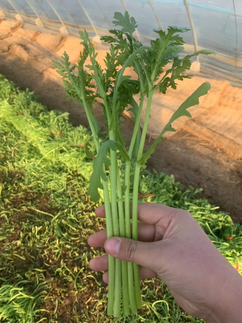 山东优质茼蒿现货供应产地直供欢迎咨询选购