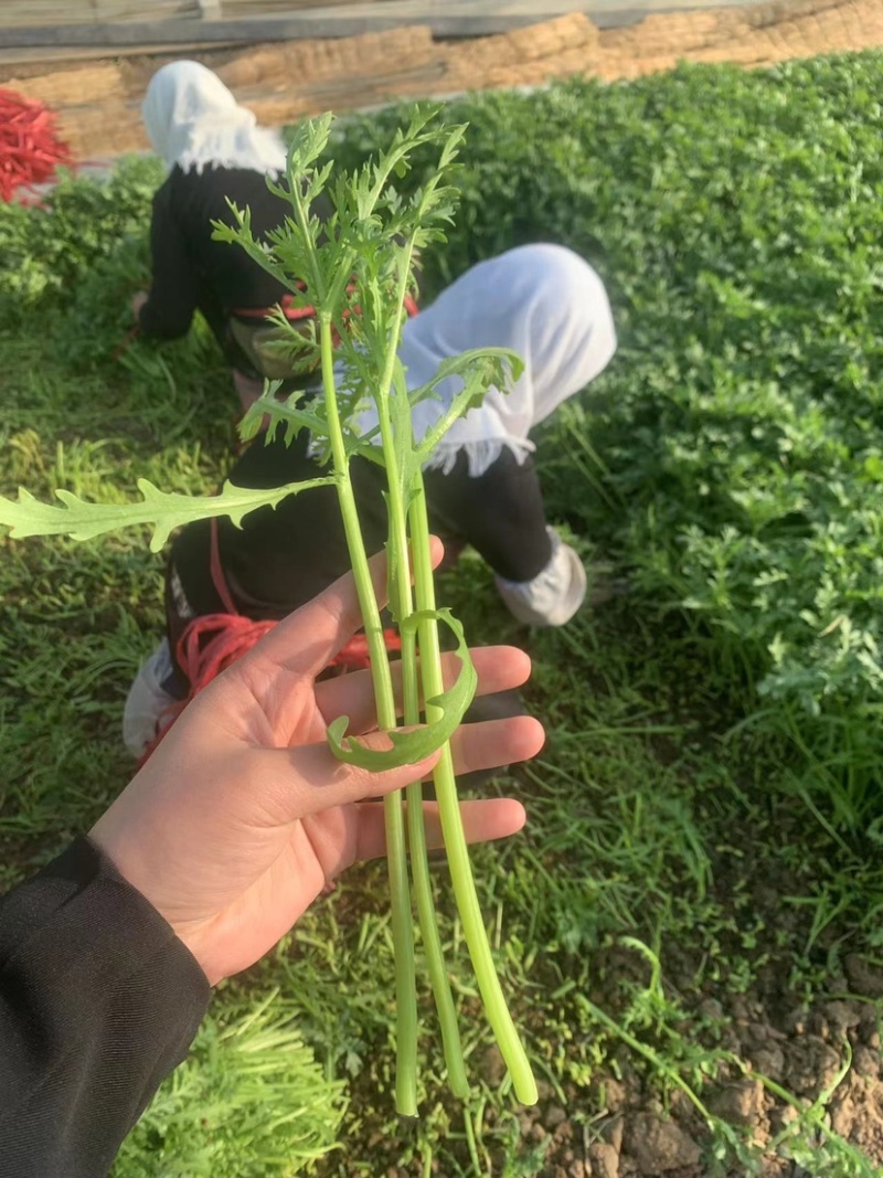 山东优质茼蒿现货供应产地直供欢迎咨询选购