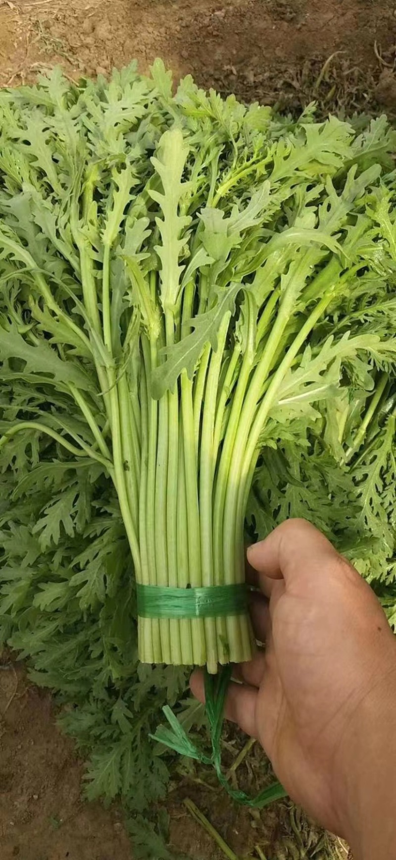 山东优质茼蒿现货供应产地直供欢迎咨询选购