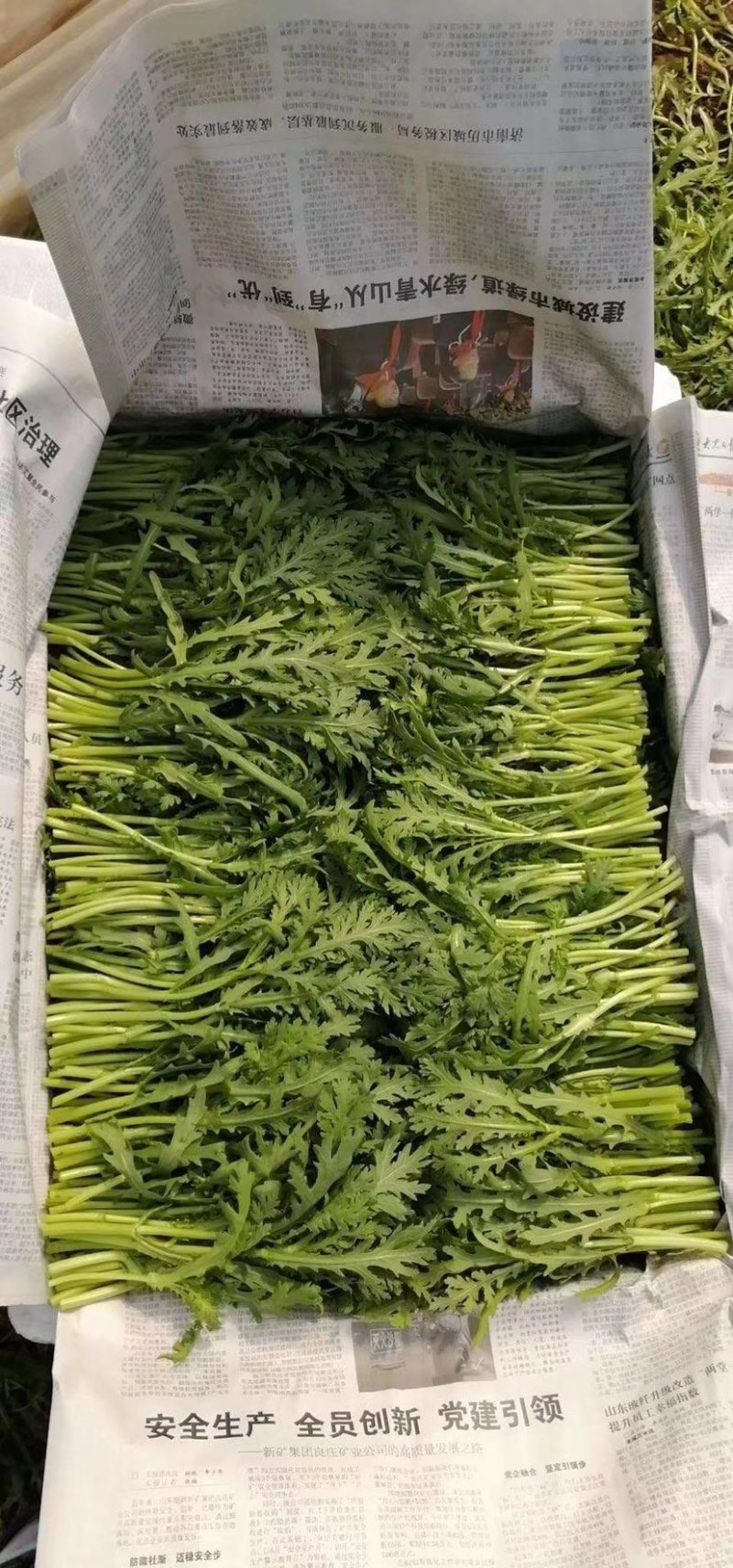 山东优质茼蒿现货供应产地直供欢迎咨询选购