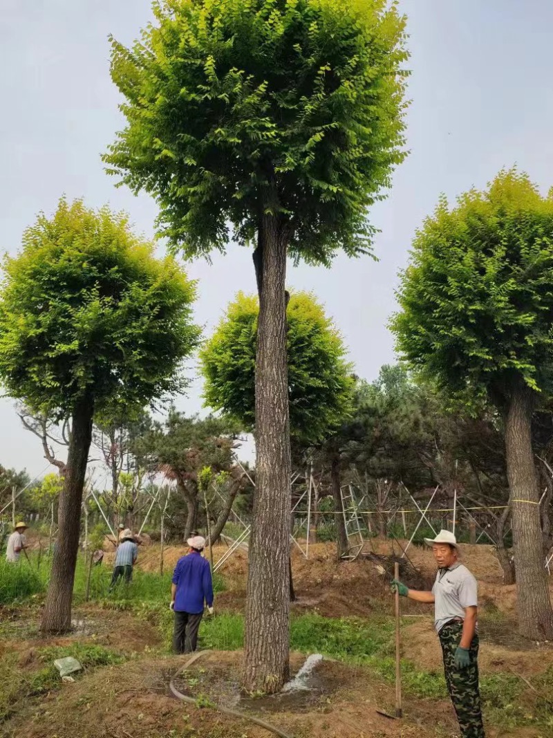 （推荐）金叶榆15――50公分，大量供应，欢迎合作