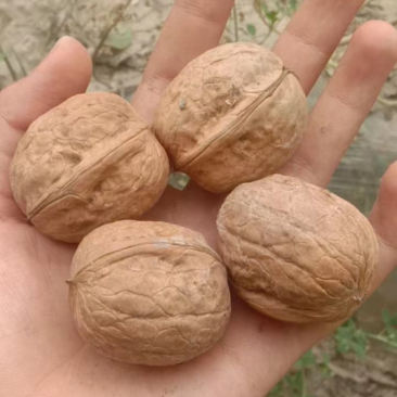 【精品】新疆本地薄皮核桃量大从优欢迎老板咨询下单！