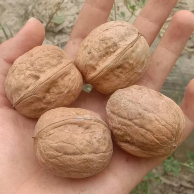 【精品】新疆本地薄皮核桃量大从优欢迎老板咨询下单！
