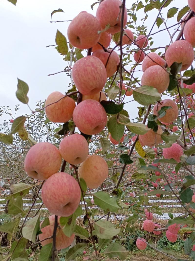 庆阳红富士苹果