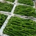 江西宁都软皮螺丝椒（中拢）新苗37/94万亩大棚种植基地