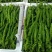 江西宁都软皮螺丝椒（中拢）新苗37/94万亩大棚种植基地