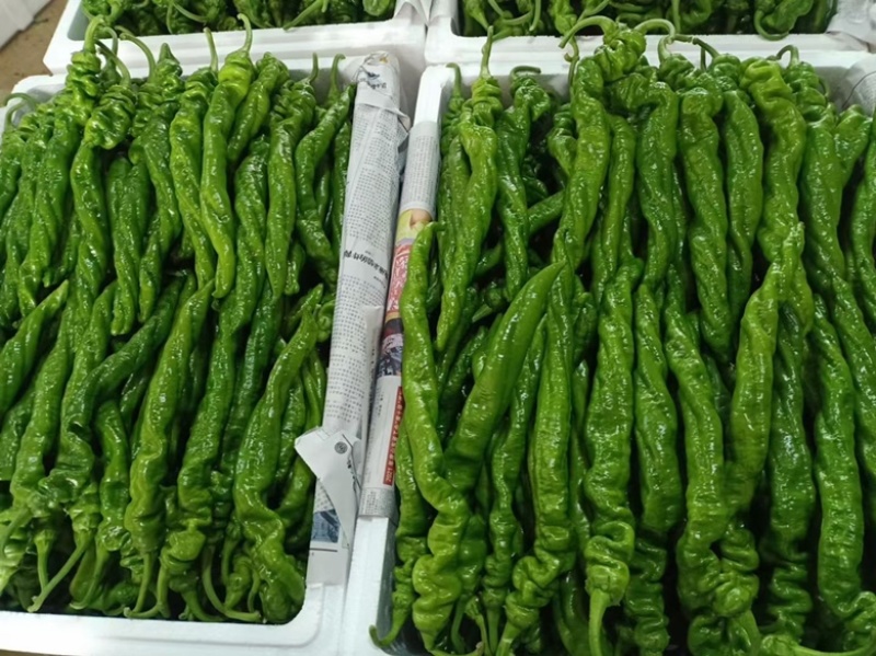 江西宁都软皮螺丝椒（中拢）新苗37/94万亩大棚种植基地