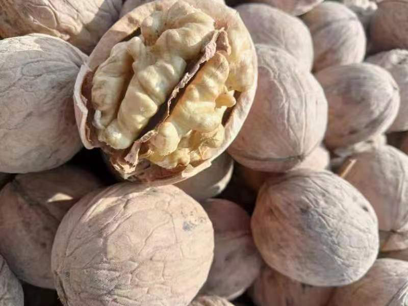 云南薄皮核桃特写图片