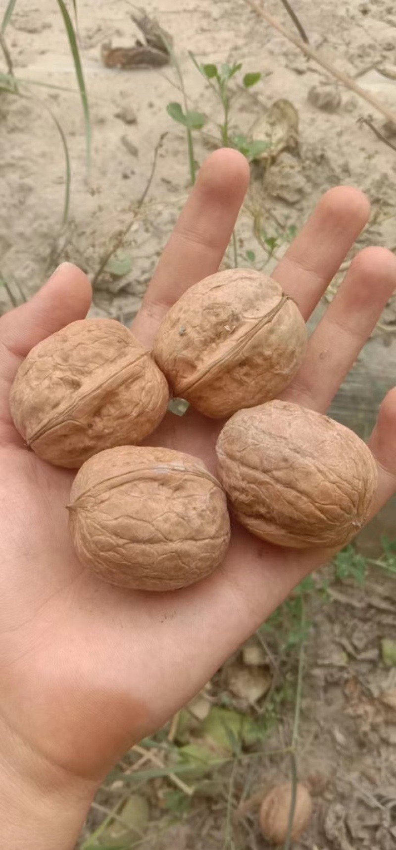 【新疆泽普核桃】量大从优产地植發欢迎老板咨询下单！
