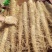 莘县白玉山药基地直发品质保障大量上市欢迎各地客商来洽谈