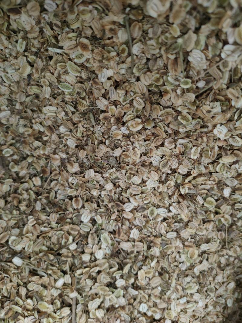 白芷种子纯新川白芷籽改良白芷提供技术支持