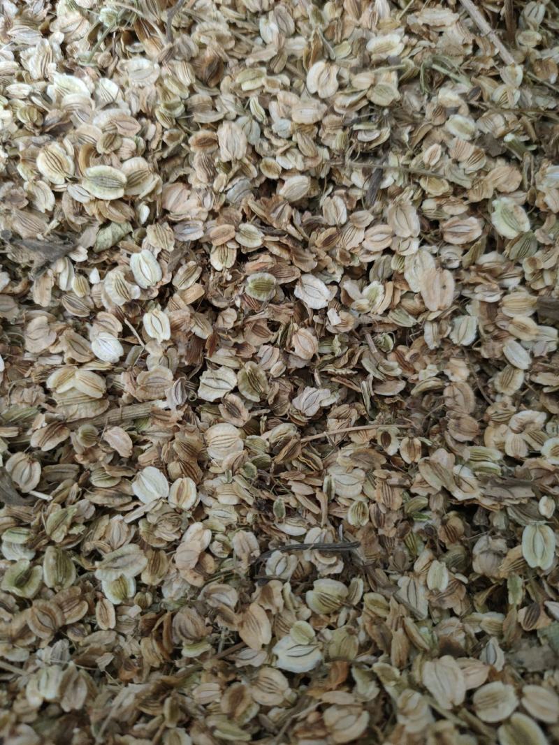 白芷种子纯新川白芷籽改良白芷提供技术支持