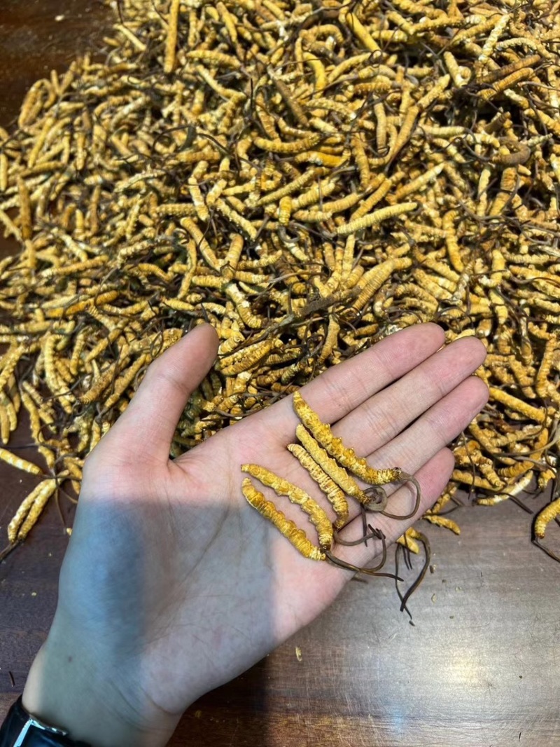 一级冻干全肉虫草3000条-4000条香味十足