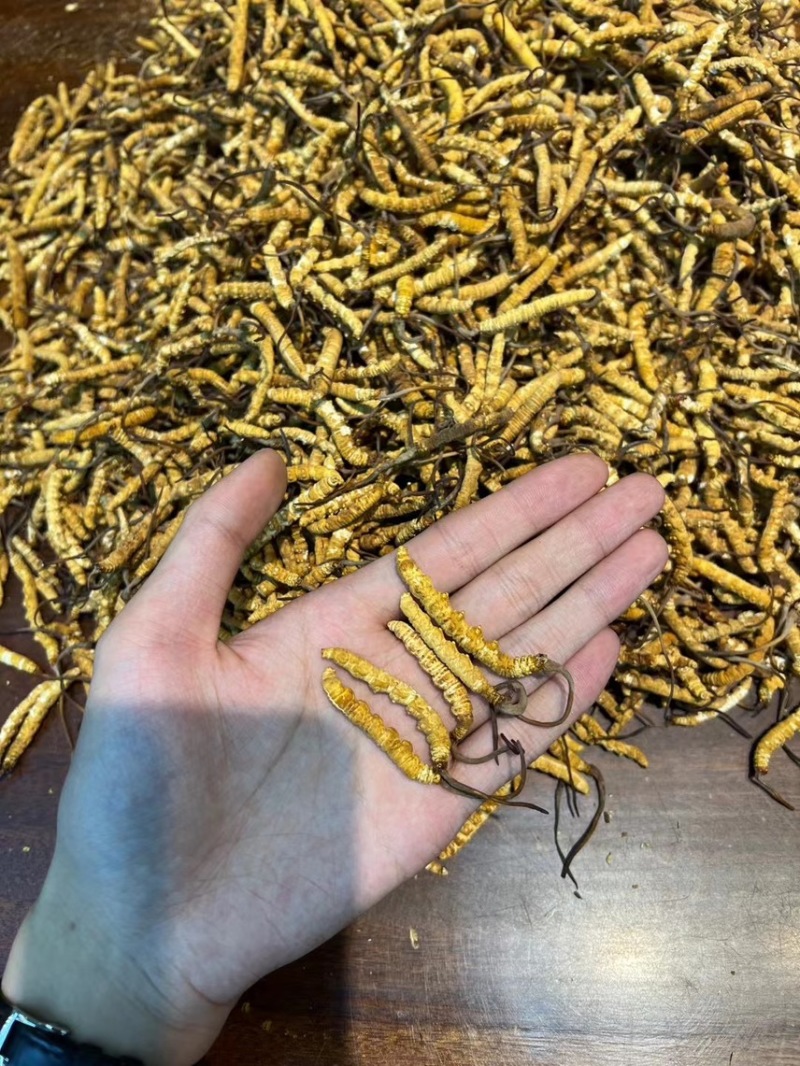 一级冻干全肉虫草3000条-4000条香味十足