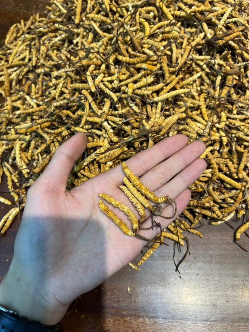 一级冻干全肉虫草3000条-4000条香味十足