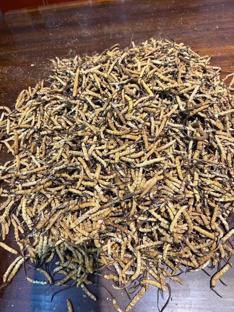 一级冻干全肉虫草3000条-4000条香味十足