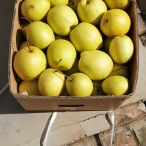山西省原平同川蜜梨舌尖上的食物