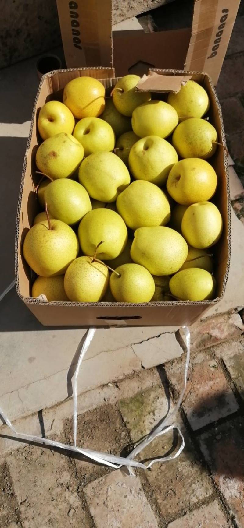 山西省原平同川蜜梨舌尖上的食物