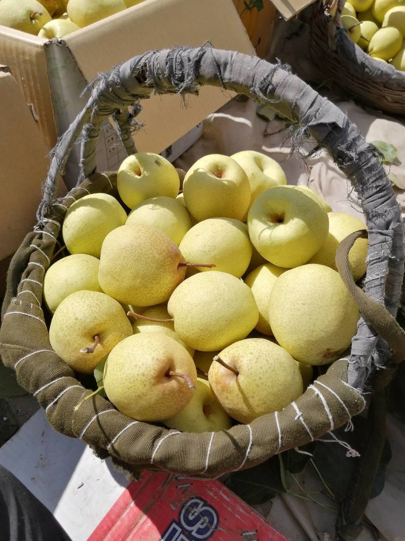 山西省原平同川蜜梨舌尖上的食物