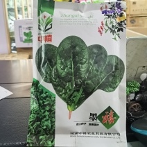 墨禧菠菜种子杂交种叶面肥厚叶色墨绿叶型圆