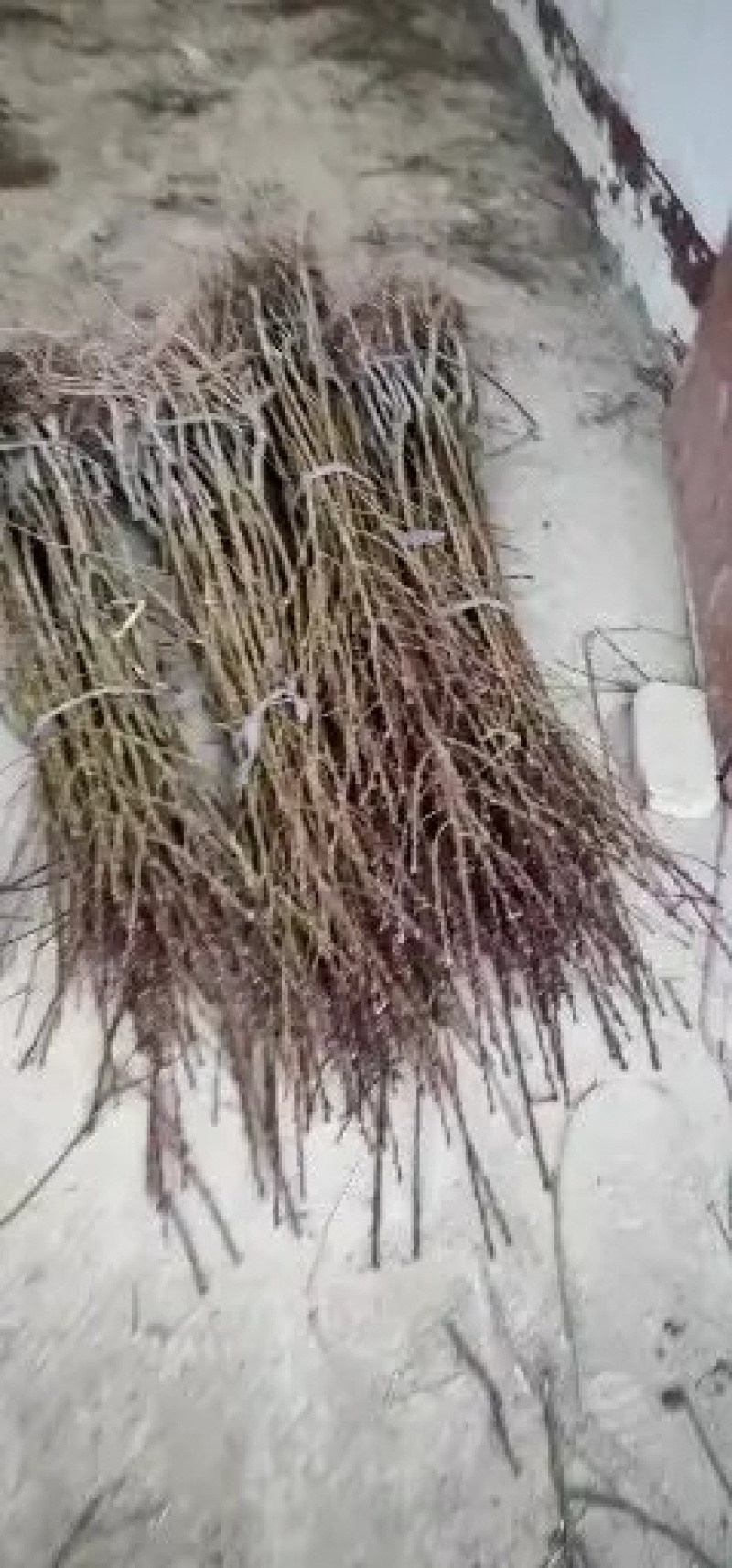 大量优质桃树苗，规格齐全，自家苗圃，自产自销，品种齐全