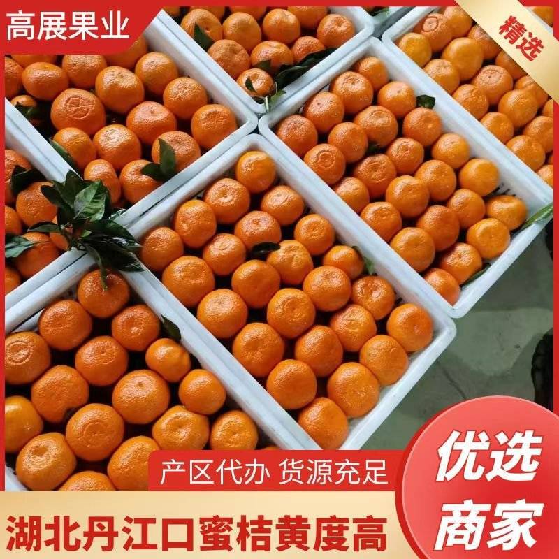 湖北丹江口早熟蜜桔(柑橘）一手货源诚信对接各大市场商超