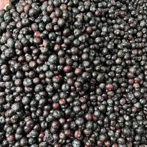 丹东东港冰冻蓝莓原料，无杂质无烂果，出口级别