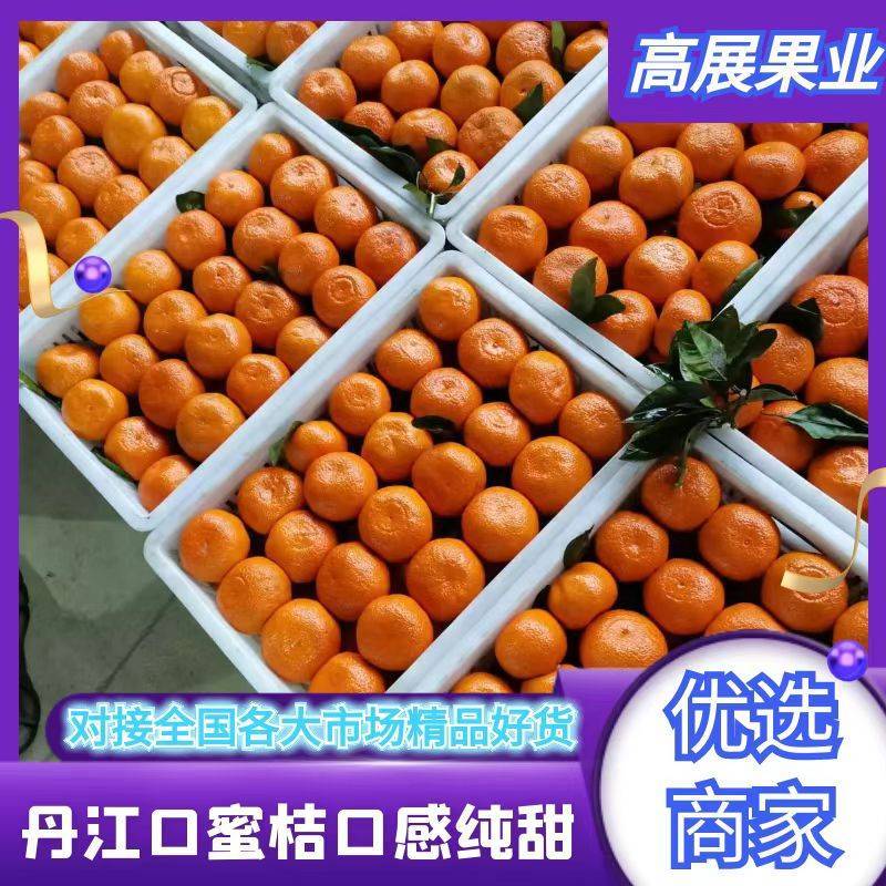 湖北丹江口早熟蜜桔(柑橘）一手货源诚信对接各大市场商超