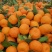 湖北丹江口早熟蜜桔(柑橘）一手货源诚信对接各大市场商超
