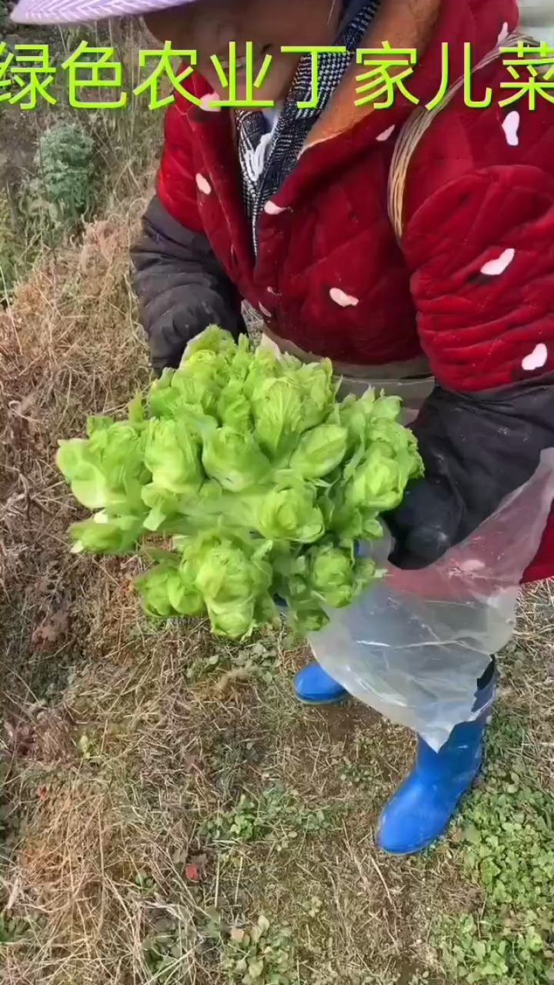 精品特早儿菜，你有量，我有价，全国发货，儿菜