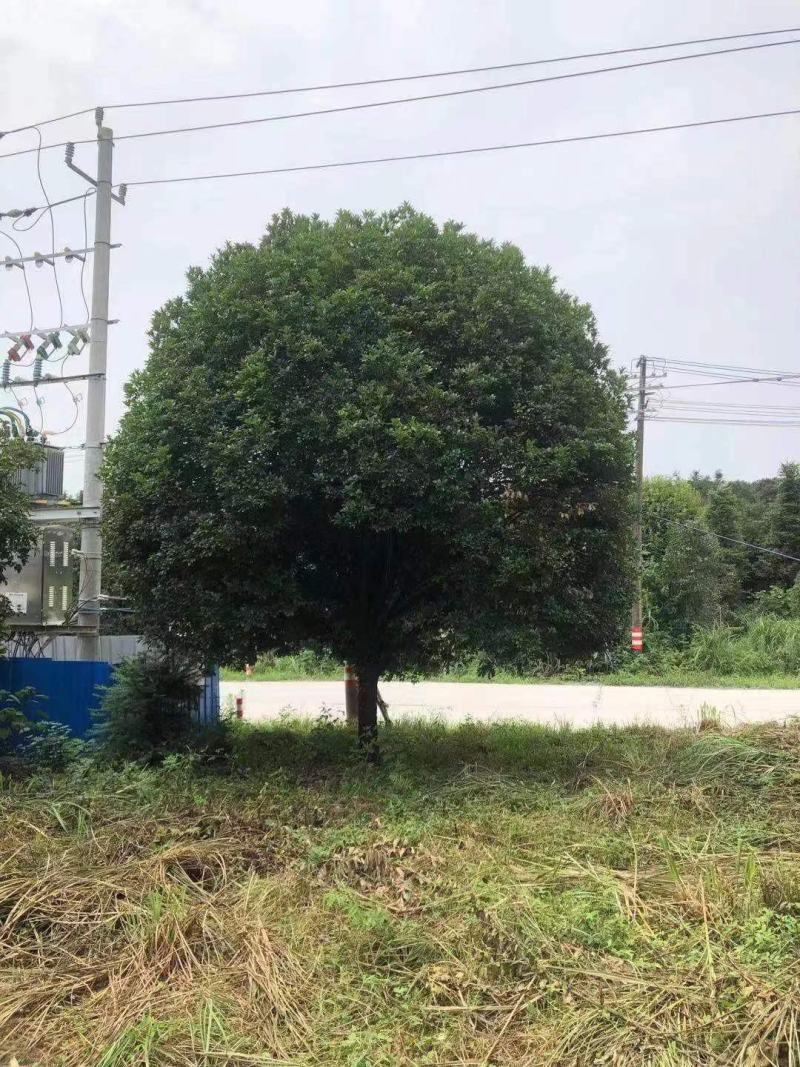 供应八月桂，红枫，茶花