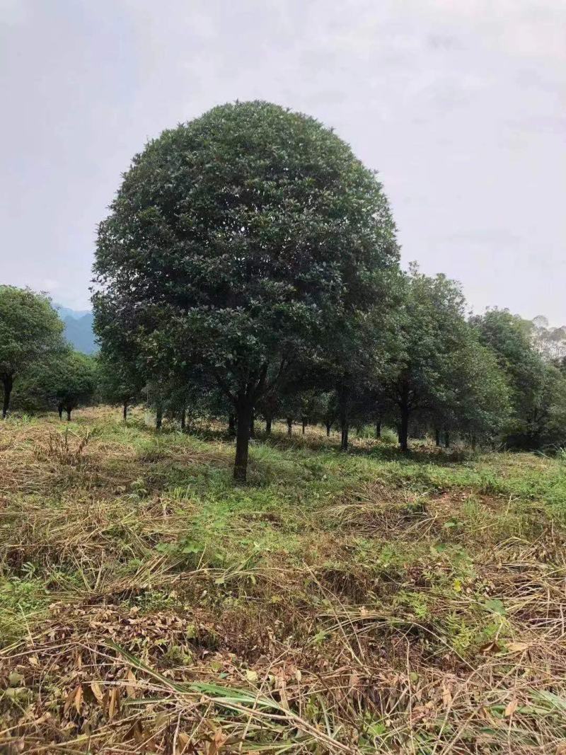 供应八月桂，红枫，茶花